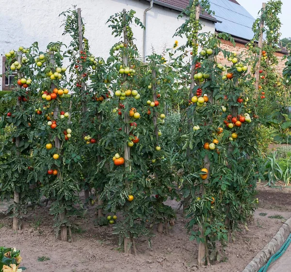 Plantas Tomate Com Tomates Verdes Vermelhos Jardim Fazenda Alemanha Europa — Fotografia de Stock