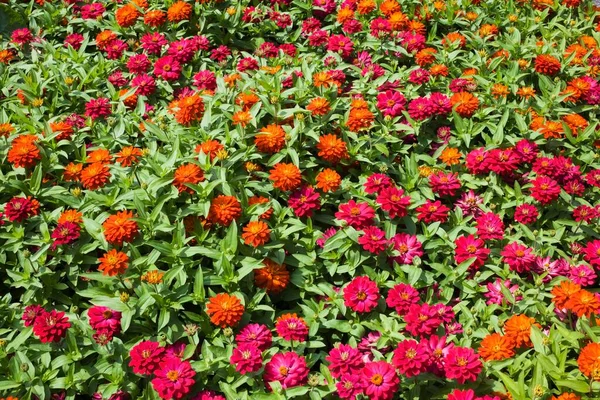 Dahlia Virágok Nyáron Montreal Québec Kanada Észak Amerika — Stock Fotó