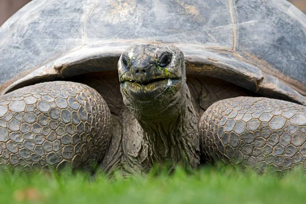 Aldabra Jättesköldpadda Dipsochelys Hololissa Porträtt Fångenskap — Stockfoto