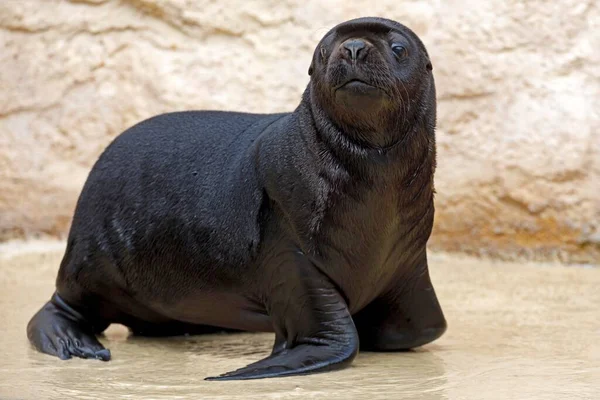 León Marino Sudamericano Otaria Flavescens Joven Cautivo —  Fotos de Stock