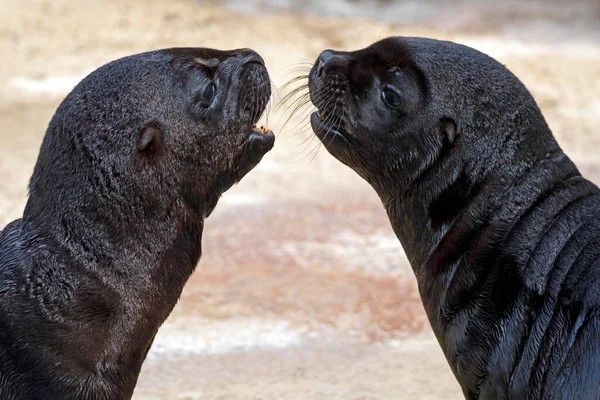 Twee Zuid Amerikaanse Zeeleeuwen Otaria Flavescens Jonge Dieren Gevangen — Stockfoto