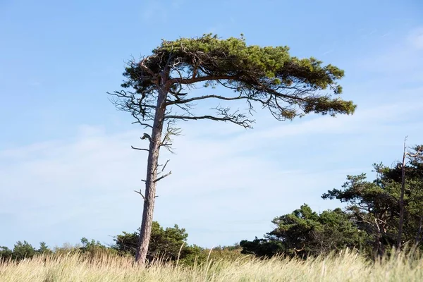 Pino Pinus Playa Oeste Fischland Darss Zingst Parque Nacional Vorpommersche —  Fotos de Stock