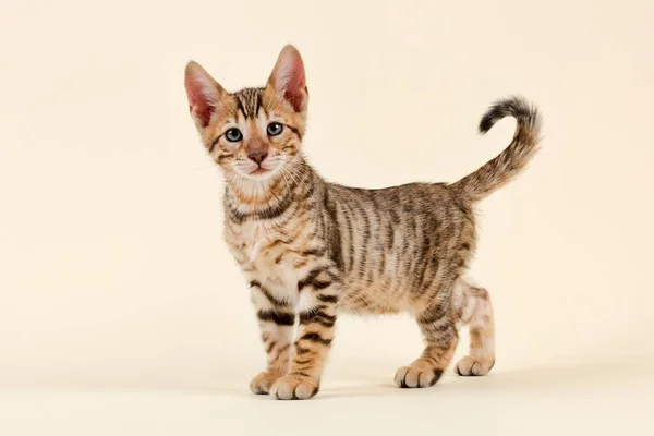 Toyger Cat Breed Images Libres De Droit Photos De Toyger Cat Breed Depositphotos