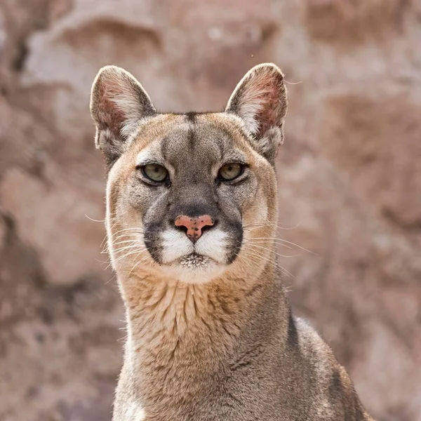 Cougar Puma Concolor Portrét Zajatec Andes Peru Jižní Amerika — Stock fotografie