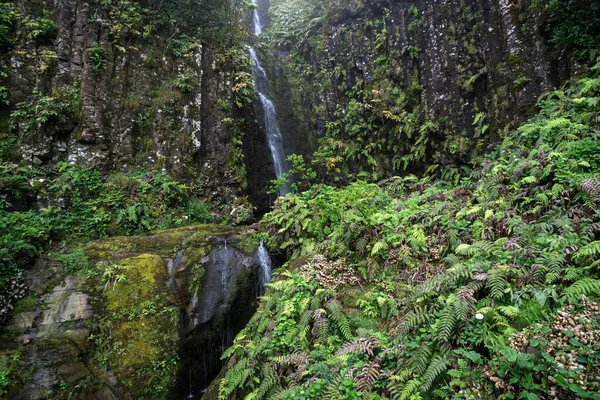 Wasserfall Mit Typischer Farnvegetation Tracheophyta Der Nähe Von Lajedo Insel — Stockfoto