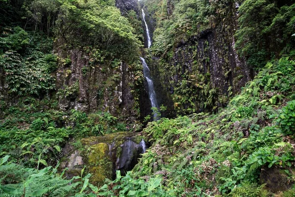 Waterfall Typical Fern Vegetation Tracheophyta Lajedo Flores Island Azores Portugal — Stock Photo, Image