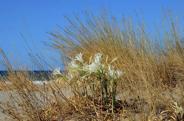 Narzissen Pancratium Maritimum Strand Von Plakias Südkreta Griechenland Europa — Stockfoto