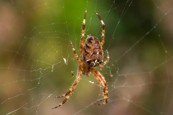 European garden spider (Araneus diadematus) lurks in the spider\'s web, Bavaria, Germany, Europe