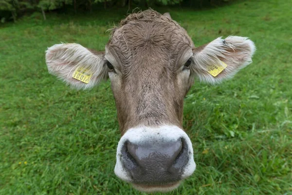 Allgaeu Cow Meadow Portrait Bad Hindelang Allfeld Bavaria Germany Europe — стоковое фото