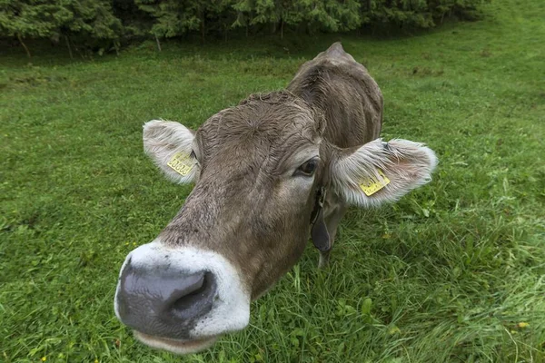 Allgaeu Cow Meadow Portrait Bad Hindelang Allfeld Bavaria Germany Europe — стоковое фото