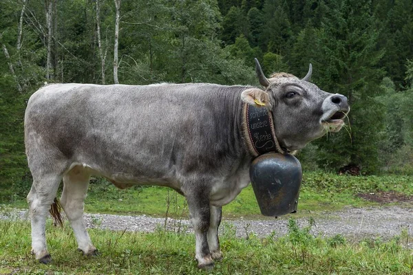 Kráva Nosí Velký Kravský Zvon Almabtrieb Bad Hindelang Allgu Bavorsko — Stock fotografie