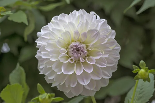 Białe Kwiaty Dahlia Dahlia Bawaria Niemcy Europa — Zdjęcie stockowe
