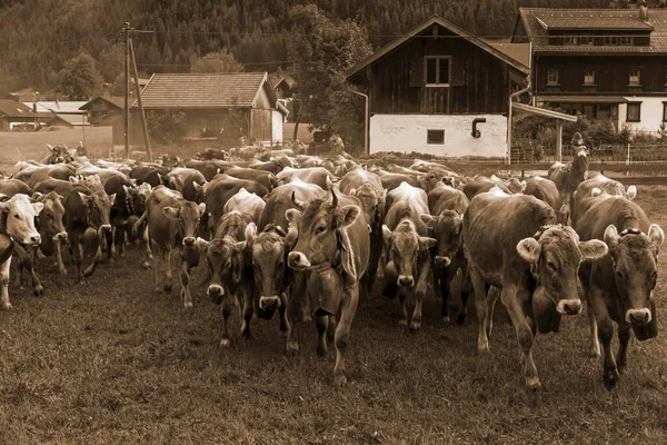 Rebaño Vacas Allguer Almabtrieb Hinterstein Bad Hindelang Baviera Alemania Sepia —  Fotos de Stock