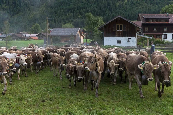 Manada Vacas Allguer Almabtrieb Hinterstein Bad Hindelang Baviera Alemanha Sepia — Fotografia de Stock