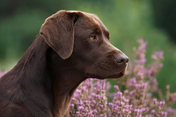 Brauner Labrador Retriever Canis Lupus Familiaris Kvinna Porträtt Schleswig Holstein — Stockfoto