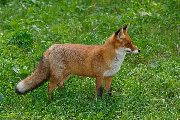Κόκκινη Αλεπού Vulpes Vulpes Είναι Στο Γρασίδι Αιχμαλωσία Γερμανία Ευρώπη — Φωτογραφία Αρχείου