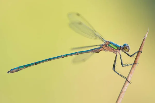 Common Emerald Damselfly Lestes Sponsa Эмсланд Нижняя Саксония Германия Европа — стоковое фото