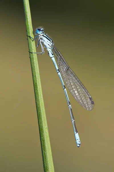 Damigella Azzurra Comune Enallagma Cyathigerum Halm Emsland Bassa Sassonia Germania — Foto Stock