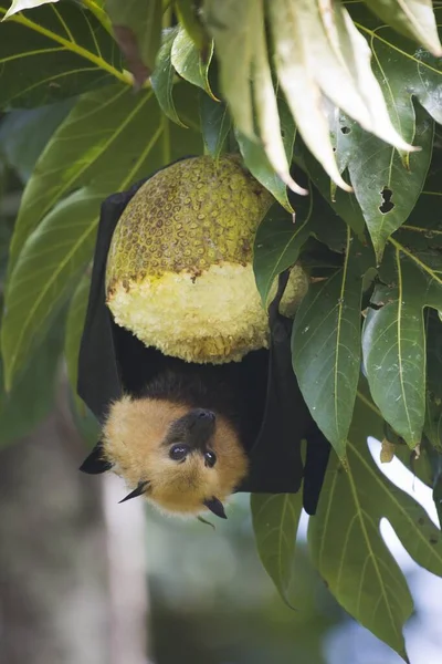 Ιπτάμενος Σκύλος Των Σεϋχελλών Pteropus Seychellensis Τρώει Αρτοφρούτα Altocarpus Altilis — Φωτογραφία Αρχείου