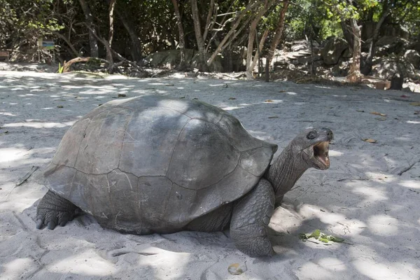 Aldabra Giant Turtle Aldabrachelys Naqutea Praslin Seychelles Africa — 图库照片