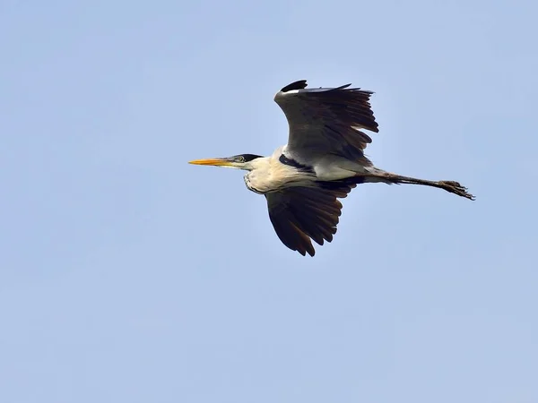 Кокосовые Цапли Ardea Cocoi Полете Матто Осо Сул Бразилия Южная — стоковое фото