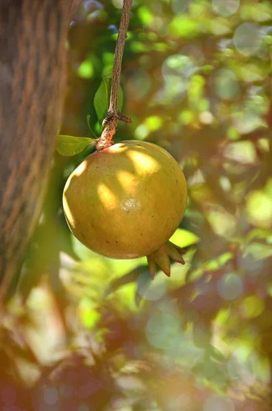 Romã Punica Granatum Pendura Árvore Creta Grécia Europa — Fotografia de Stock