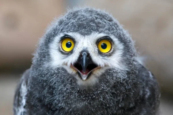 Hibou Des Neiges Nyctea Scandiaca Jeune Oiseau Poussin Portrait Captif — Photo