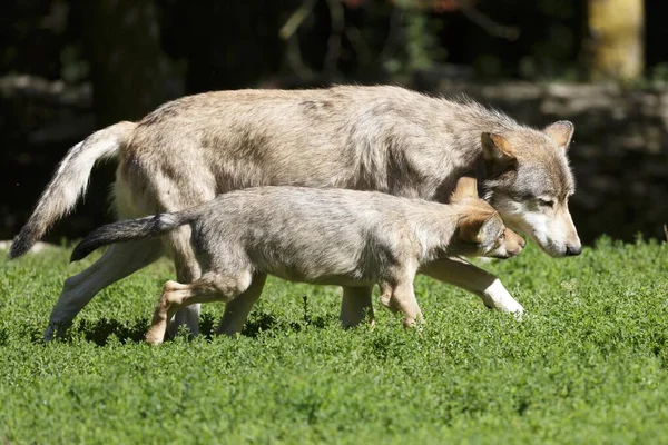 Algonquin Wolves Canis Lupus Lycaon Puppy Juvenilní Dospělí Chování — Stock fotografie