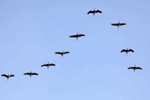 Common Cranee Grus Grus Formation Flight Zingst National Park Vorpommersche — Stock Photo, Image