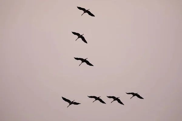 Cranee Grus Grus Formation Flight Zingst National Park Vorpommersche Boddenlandschaft — стоковое фото