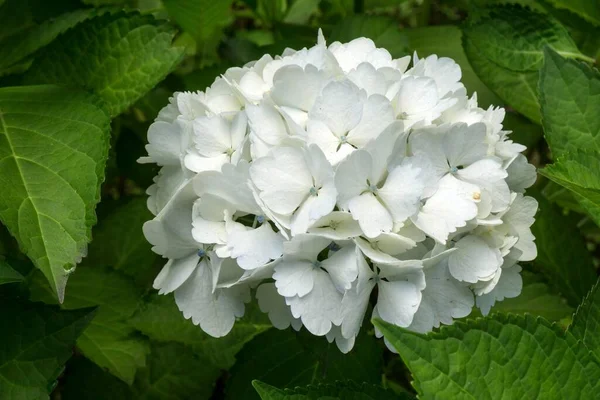 Witte Bloesem Van Hortensia Hortensia Miguel Azoren Portugal Europa — Stockfoto