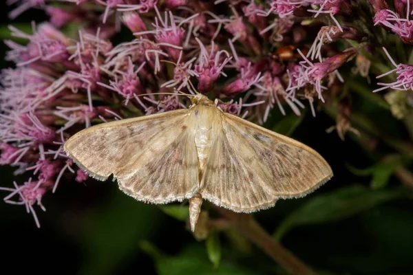 Mother Pearl Moth Pleuroptya Ruralis Hemp Agrimony Eupatorium Cannabinum Untergrningen — Stock Photo, Image