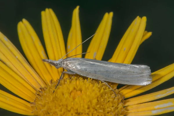 Moth Crambus Perlella Whorled Leaved Tickseed Coreopsis Verticillata Untergrningen Baden — Photo