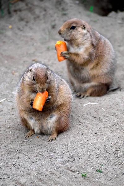 Cães Pradaria Cauda Preta Cynomys Ludovicianus Mordiscar Cenoura Cativeiro Ocorrência — Fotografia de Stock