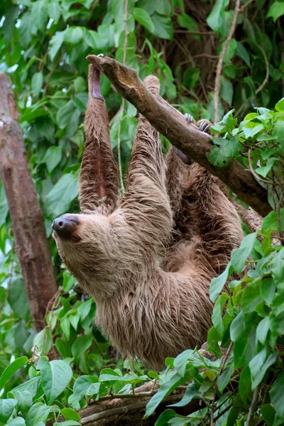 Двухпалый Ленивец Линнея Choloepus Didactylus Попавший Плен Встречается Центральной Северной — стоковое фото