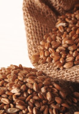 tohumlar, tahıl ve çanta