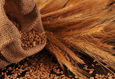 tohum ve kulakları Mısır gevreği