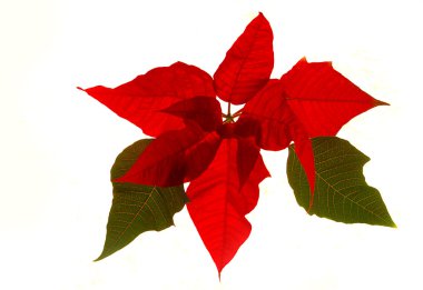 pointsettia - Noel çiçek