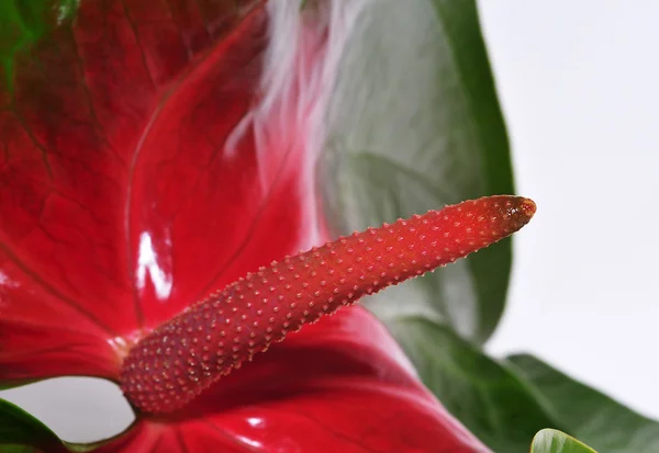 Anthurium bloem — Stockfoto