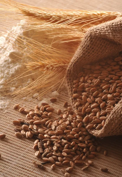 Semințe de cereale, urechi de porumb și făină — Fotografie, imagine de stoc