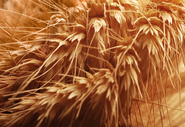 Orecchie di grano - primo piano — Foto Stock