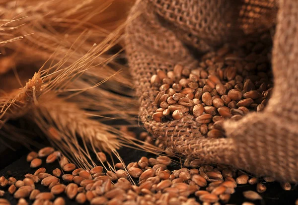 씨앗 및 곡물의 귀 — 스톡 사진