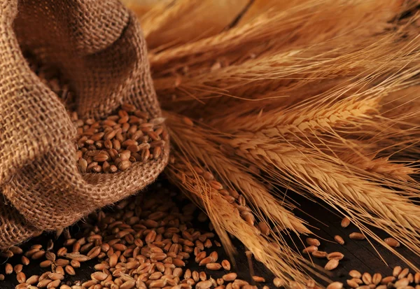 Semințe și urechi de cereale — Fotografie, imagine de stoc