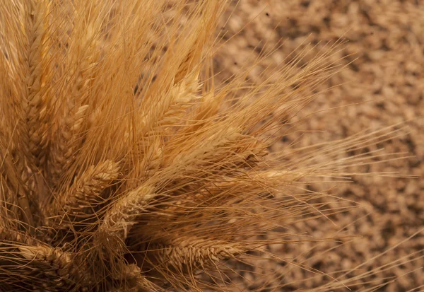 Насіння і вуха зернових — стокове фото