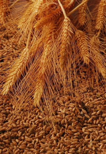 Nasiona i kłosy zbóż — Zdjęcie stockowe