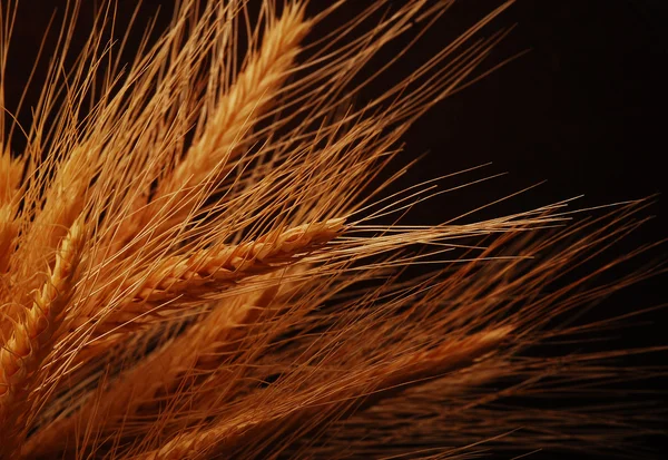 Sementes e espigas de cereais — Fotografia de Stock