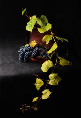 taze kara üzüm yaprakları ile kutusunda