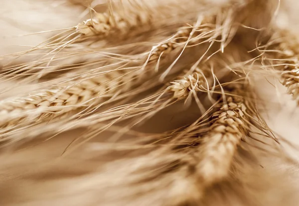 Espigas de cereais — Fotografia de Stock