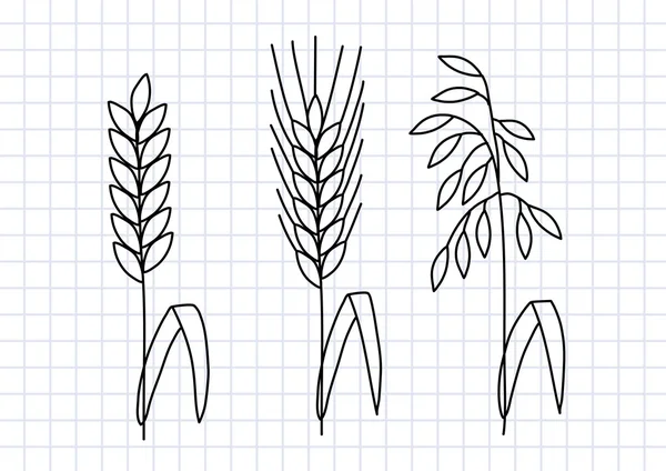 Dessin de céréales sur papier carré — Image vectorielle