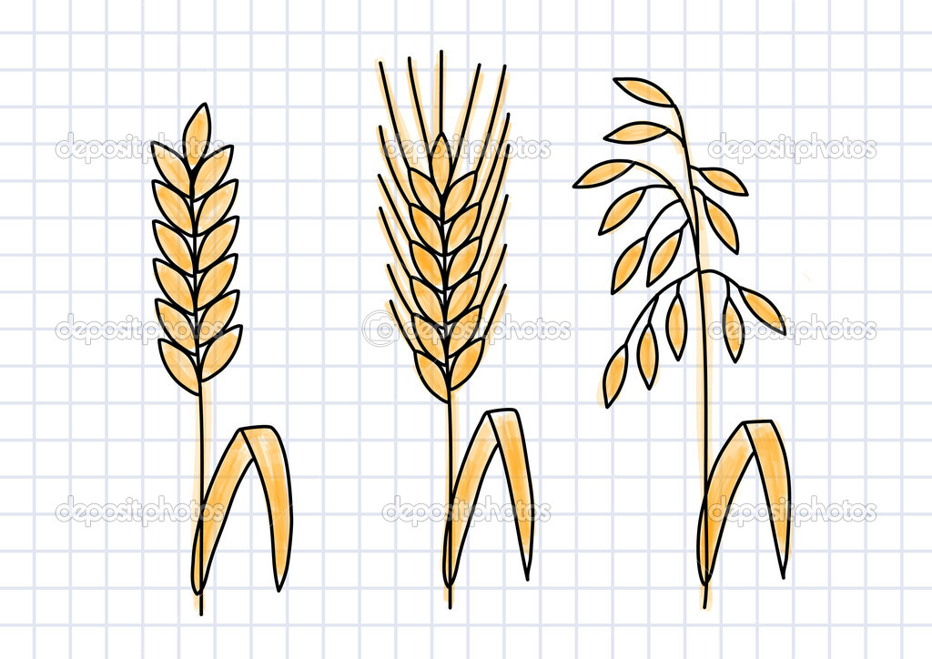 Cereals drawing Drawing of cereals on squared paper — Stock Vector